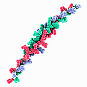 Human collagen type VII from Trautec, molecular model