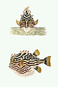 Shaw's cowfish, illustration