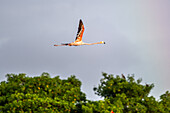 Flamingo flying, Trinidad and Tobago