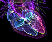 Human heart, CT scan