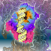 Dicer-like protein 3 with RNA, illustration