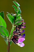 Bush vetch (Vicia sepium) flowers blooming