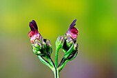 Water figwort (Scrophularia auriculata)