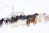 Herding horses, Kyrgyzstan Steppe