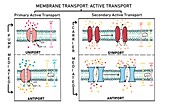 Types of active transport, illustration