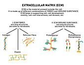 Composition of extracellular matrix, illustration