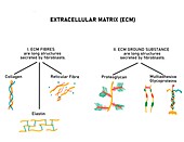 Composition of extracellular matrix, illustration