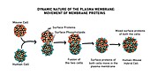 Lateral movement of protein in plasma membrane, illustration