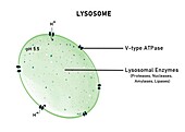 Structure of lysosome, illustration