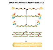 Assembly of collagen, illustration