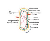 Gram negative bacterium, illustration