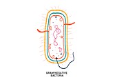 Gram negative bacterium, illustration