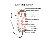 Gram positive bacterium, illustration