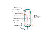 Gram positive bacterium, illustration