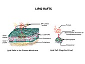 Lipid raft components, illustration