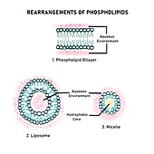 Phospholipid arrangements, illustration