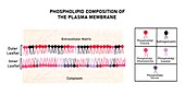 Composition of plasma membrane, illustration