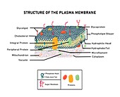 Fluid mosaic model of plasma membrane, illustration