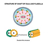 Structure of bacterial flagellum, illustration