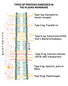 Types of protein in the plasma membrane, illustration