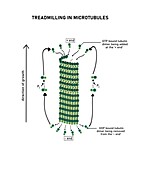 Mechanism of microtubule treadmilling, illustration