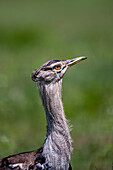 Kori bustard