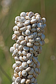 Sandhill snails