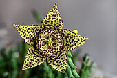 Star flower (Orbea variegata)