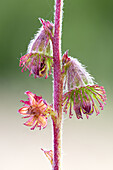 Common agrimony