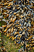 Meeresalgenbewuchs am Strand