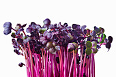 Purple radish sprouts against a white background
