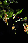 Redcurrants on a branch with drops of water