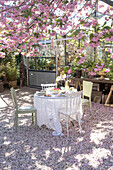 Frühlingshafter Gartentisch unter blühendem Kirschbaum, Gewächshaus daneben