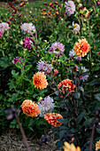 Dahlien (Dahlia) im blühenden Garten