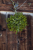 Mistelzweig (Viscum album) an rustikaler Holzwand