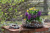 Blumenkranz aus Hyazinthen (Hyacinthus), Narzisse 'Tete a Tete' (Narcissus), Milchstern, Frühlingsknotenblume und Weidekätzchen auf Gartenmauer