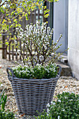 Japanese almond cherry, daisy (Arabis) and bow flower (Iberis sempervirens) in a wicker basket
