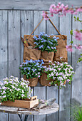 Gänsekresse 'Pink Gem' (Arabis caucasica) in Holzkiste und Vergissmeinnicht (Myosotis) in Jute Hängesäckchen an Holzwand und Werkzeug auf Terrassentisch