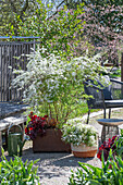 Brautspiere (Spiraea arguta), Mahagonigras, Gänsekresse 'Alabaster' und Purpurglöckchen in Töpfen als Terrassendekoration
