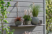 Calamus 'Ogon', Japanese sedge 'Evergold', foam flower (Tiarella), mahogany grass 'Everflame' in pots on a wall shelf on the patio
