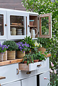 Glockenblumen (Campanula), Salbei (Salvia), Hornveilchen (Viola Cornuta), Thymian, Blutampfer in Töpfen auf altem Küchenbuffet auf der Terrasse