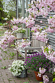 Flowering ornamental cherry 'Okame' (Prunus subhirtella), gold lacquer 'Lilac' (Erysimum), goose cress and alabaster in pots on the terrace next to a wooden bench