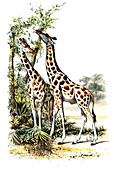 Giraffes, 19th century illustration