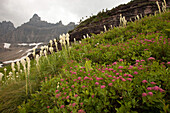 Alpine wildflowers, Glacier National Park, Montana, USA