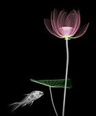 Fish approaching lotus (Nelumbo sp.) flower, X-ray