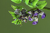 Bush vetch (Vicia sepium) flowers