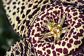 Star flower (Orbea variegata)