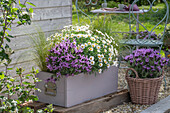 Margeriten (Leucanthemum), Schopflavendel (Lavandula Stoechas) und Federgras (Stipa pennata) in Kübeln auf der Terrasse