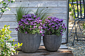 Schopflavendel (Lavandula Stoechas) und Federgras (Stipa pennata) in Kübeln auf der Terrasse