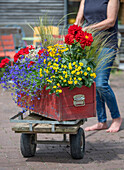 Frau mit Blumenkasten mit Männertreu, Zweizahn, Geranie (Pelargonium), Dahlie (Dahlia), Federgras und Zauberschnee, schwedischer Blütensommer